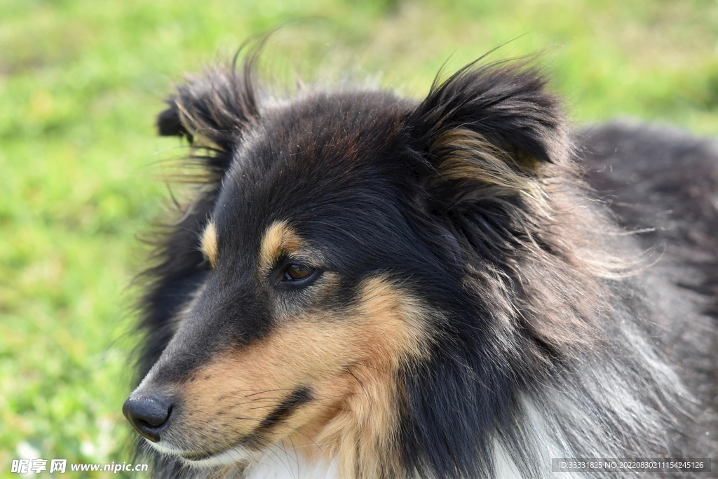 狗