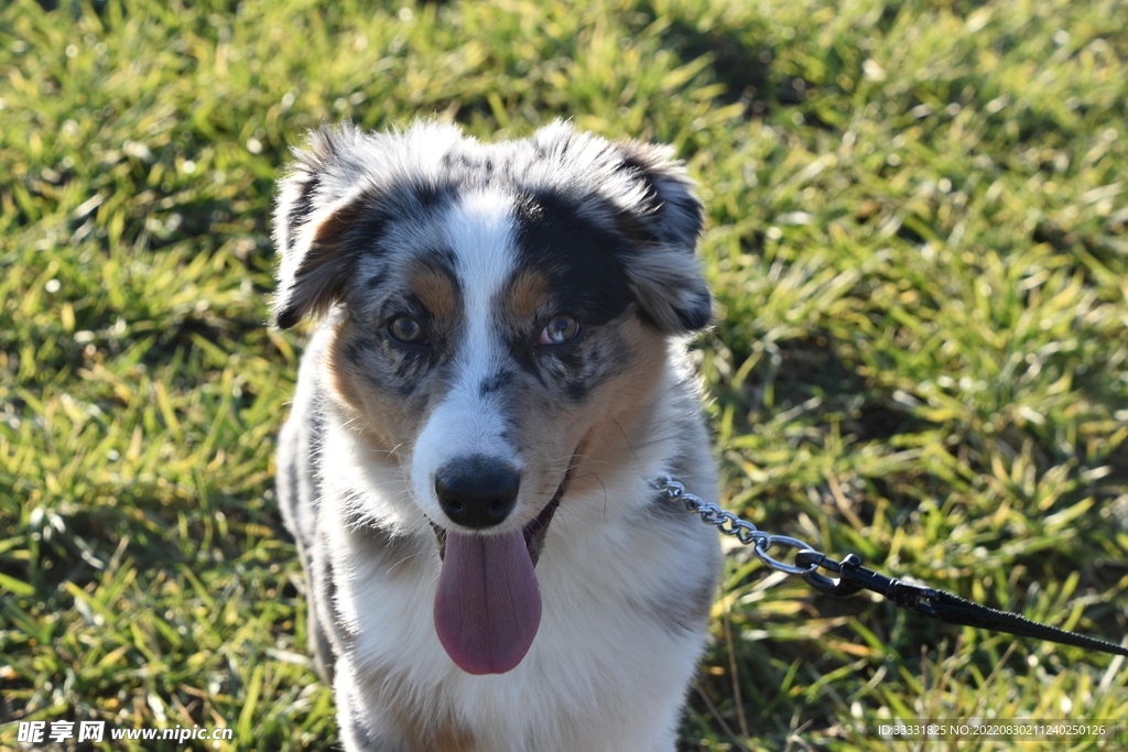狗