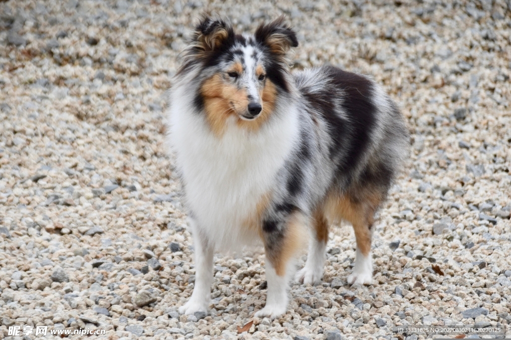 狗