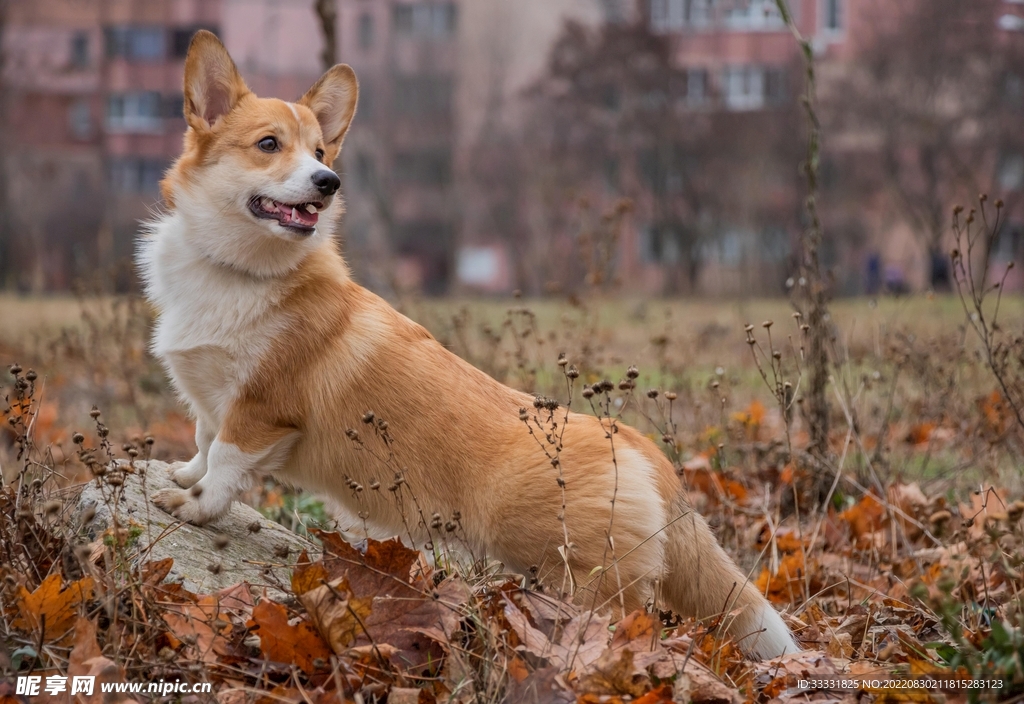 狗
