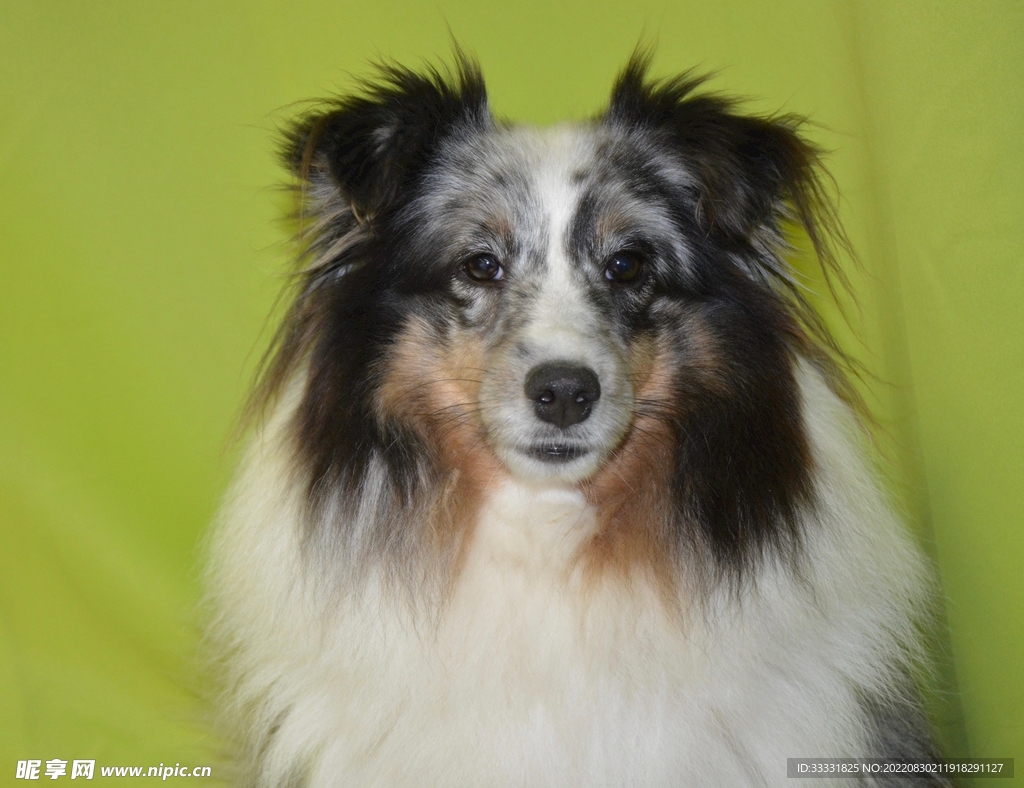 狗摄影图__家禽家畜_生物世界_摄影图库_昵图网nipic.com