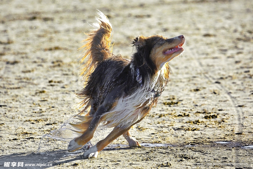 狗