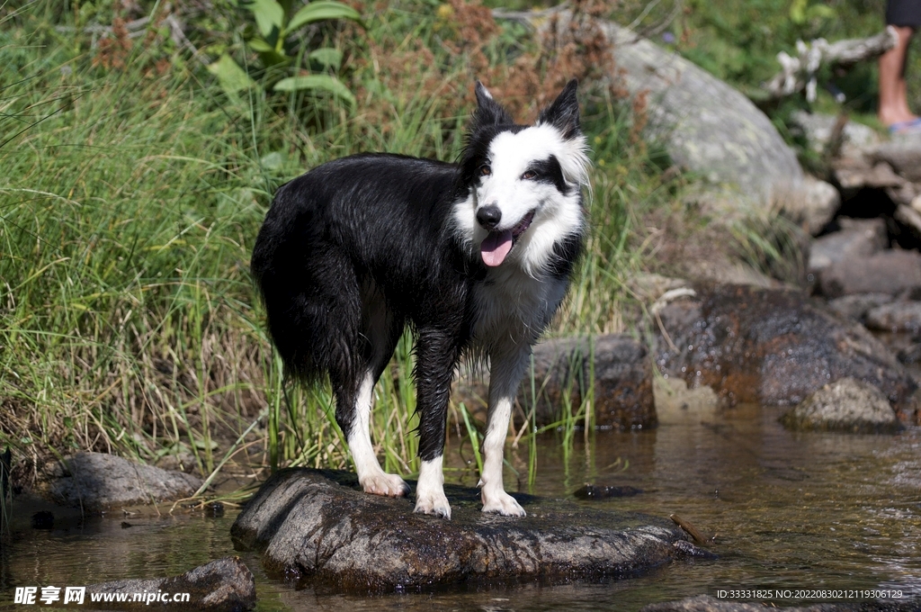 狗