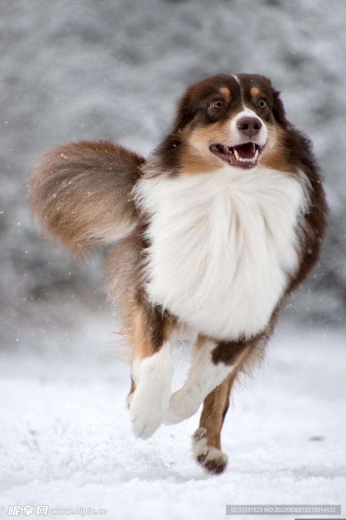 狗