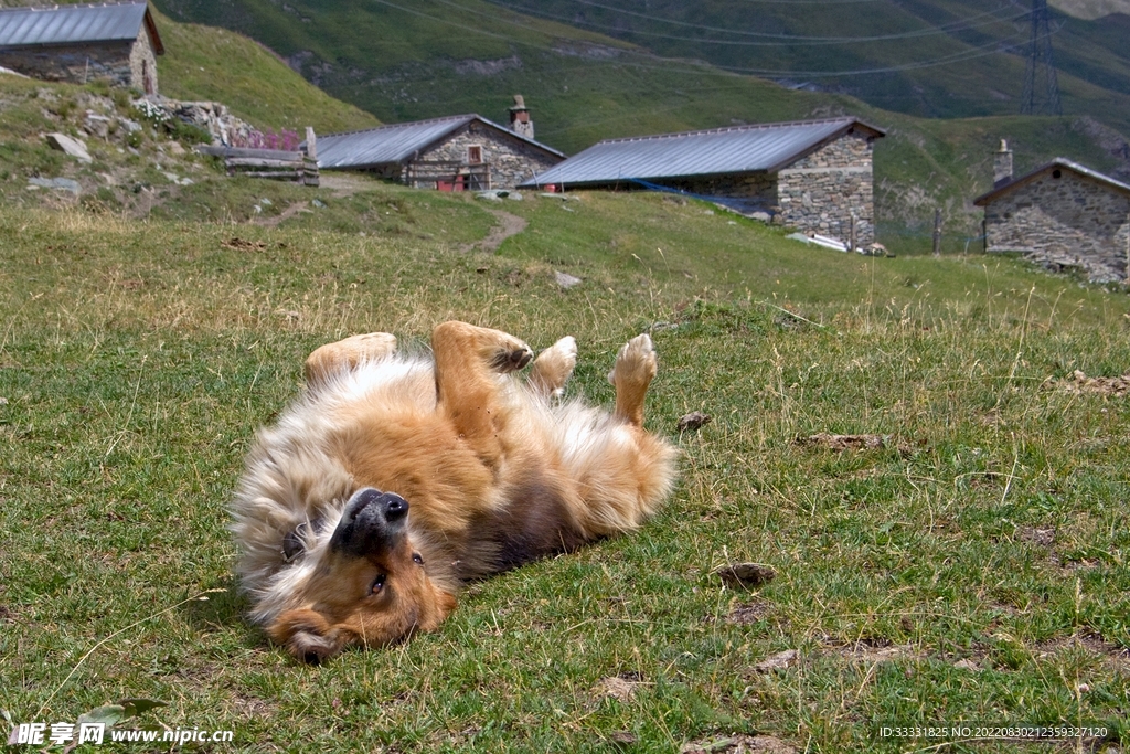 狗