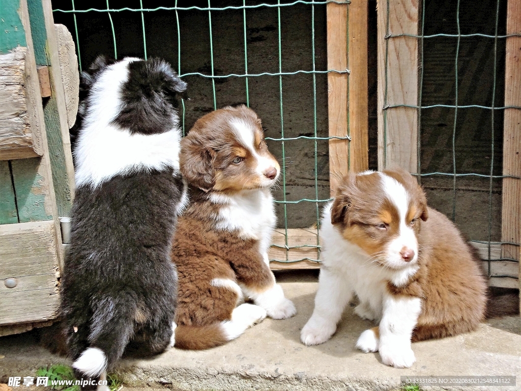 狗