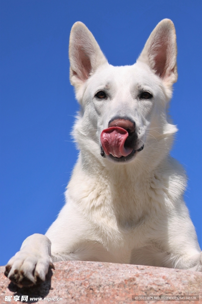 狗