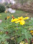小黄花