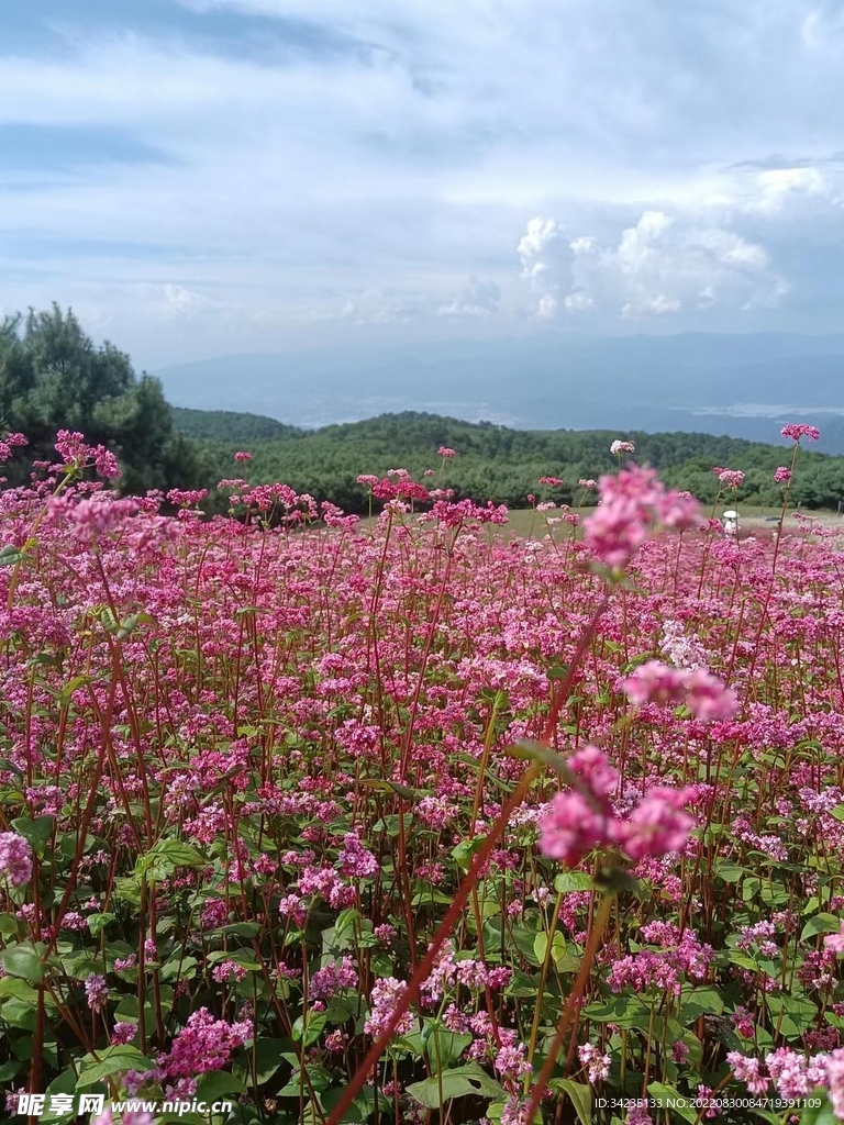 荞麦花