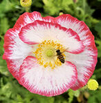 花艺园林蜜蜂采蜜