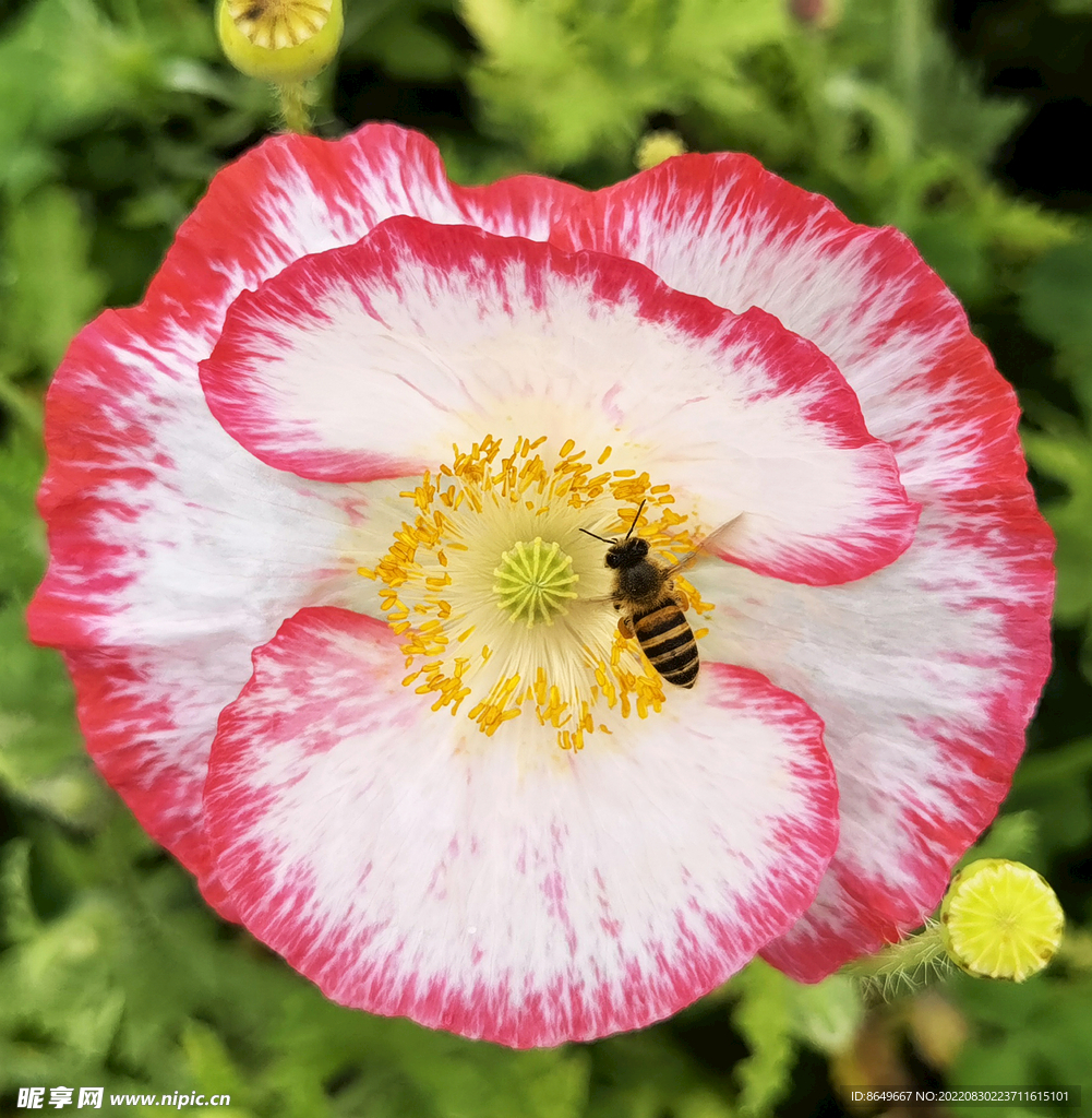花艺园林蜜蜂采蜜