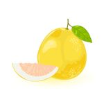 卡通柚子