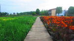 公园景观花 野花 鲜花 自然风