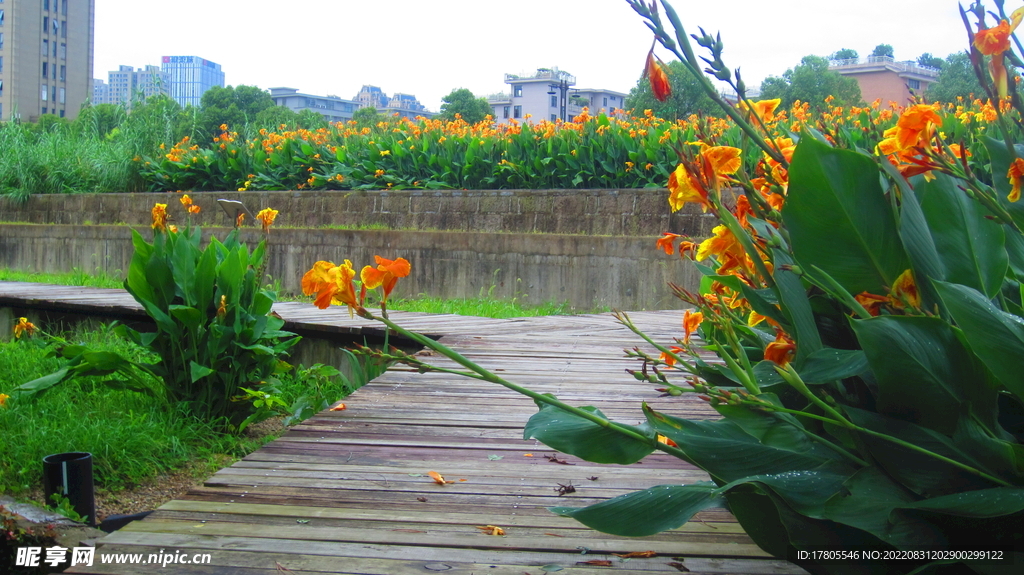 公园景观花 野花 鲜花 自然风