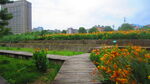 公园景观花 野花 鲜花 自然风