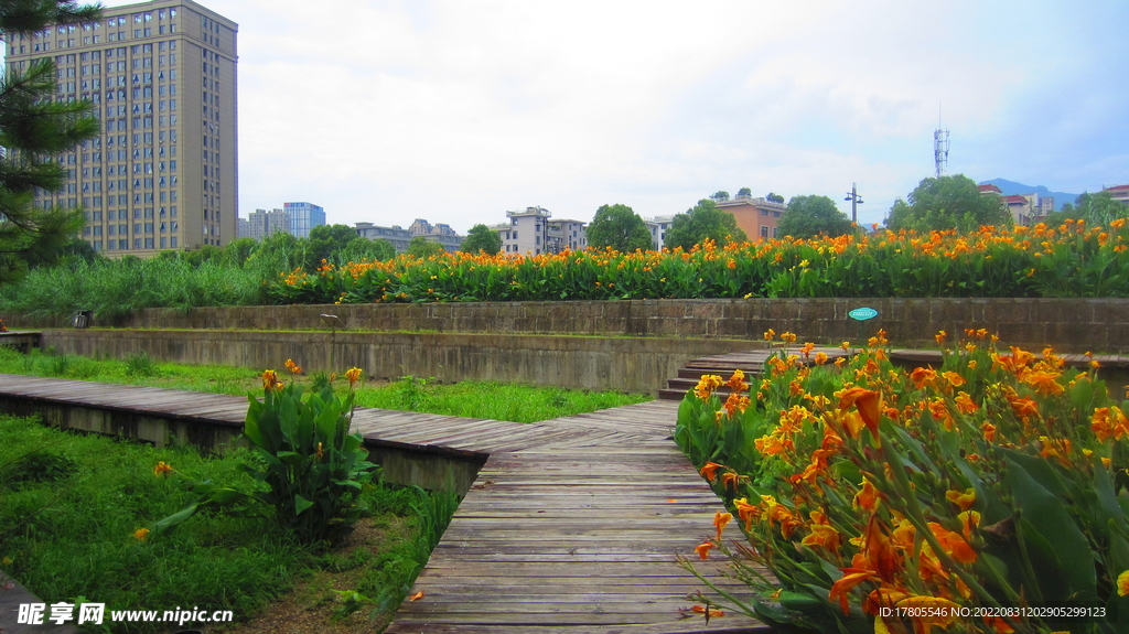 公园景观花 野花 鲜花 自然风