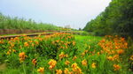 公园景观花 野花 鲜花 自然风