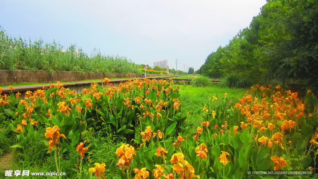 公园景观花 野花 鲜花 自然风