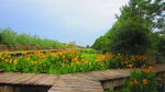 公园景观花 野花 鲜花 自然风