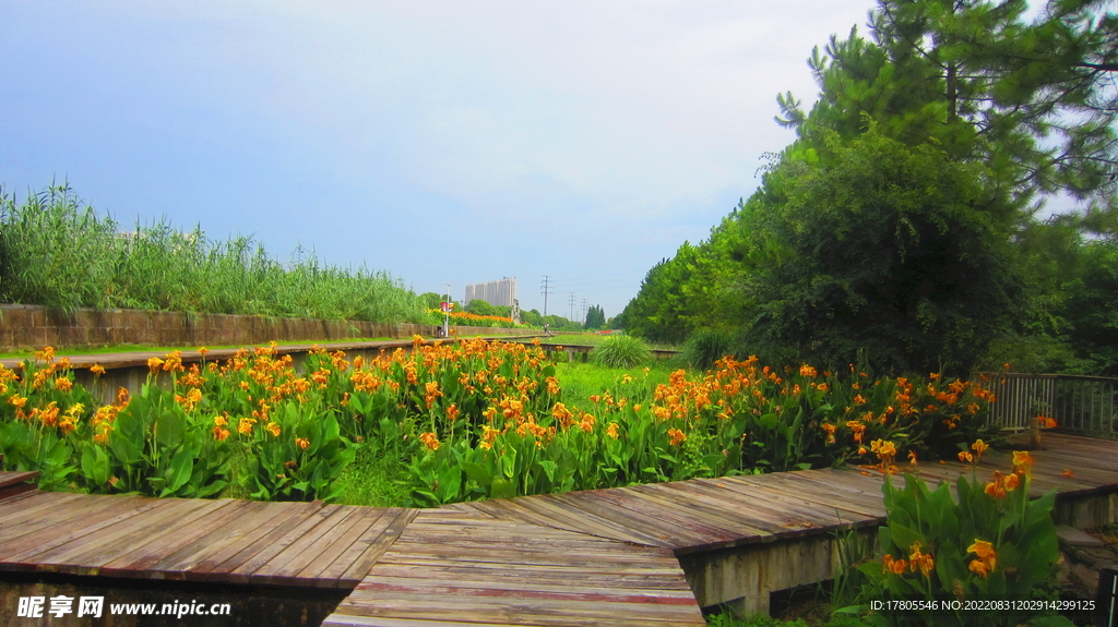 公园景观花 野花 鲜花 自然风