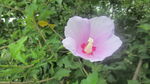 公园景观花 野花 鲜花 自然风