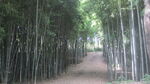 户外 竹林 竹子 背景 海报 
