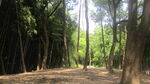 自然风景 景观 图片素材 森林