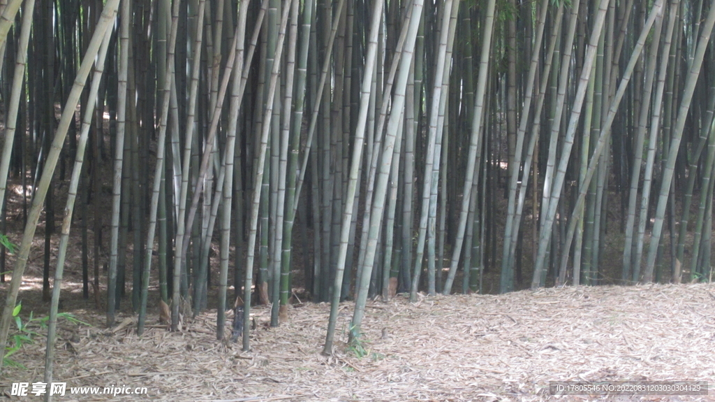 户外 竹林 竹子 背景 海报 