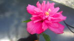 鲜花 特写  花朵 花卉 图片