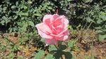 公园景观花 野花 鲜花 自然风