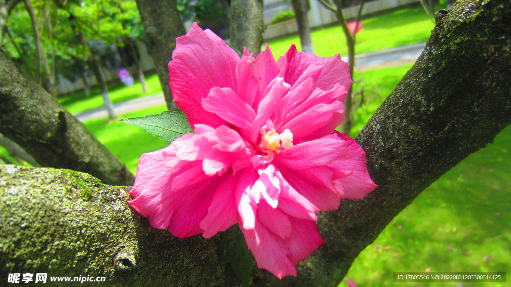 鲜花 特写  花朵 花卉 图片