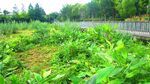 公园视频  自然风景 视频MP
