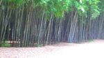 竹林 竹园  视频  竹子素材