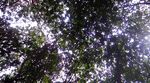 公园视频  自然风景 视频MP