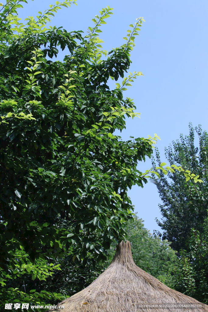 公园风景