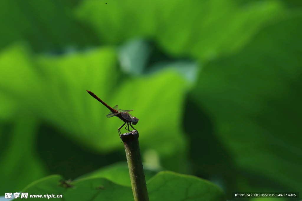 荷塘蜻蜓 