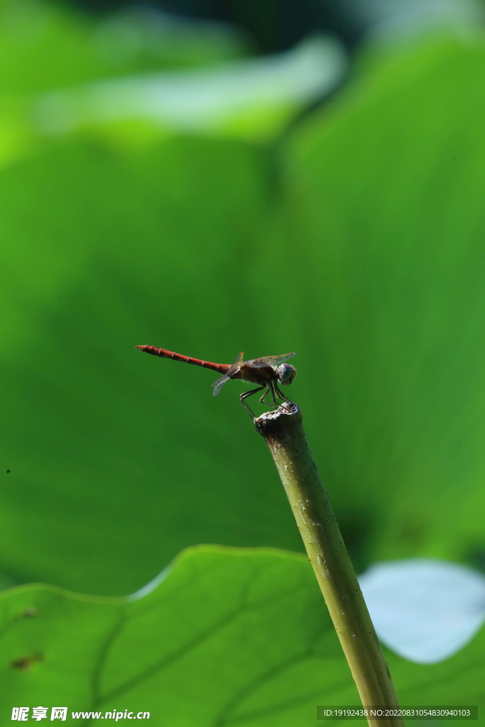 荷塘蜻蜓 