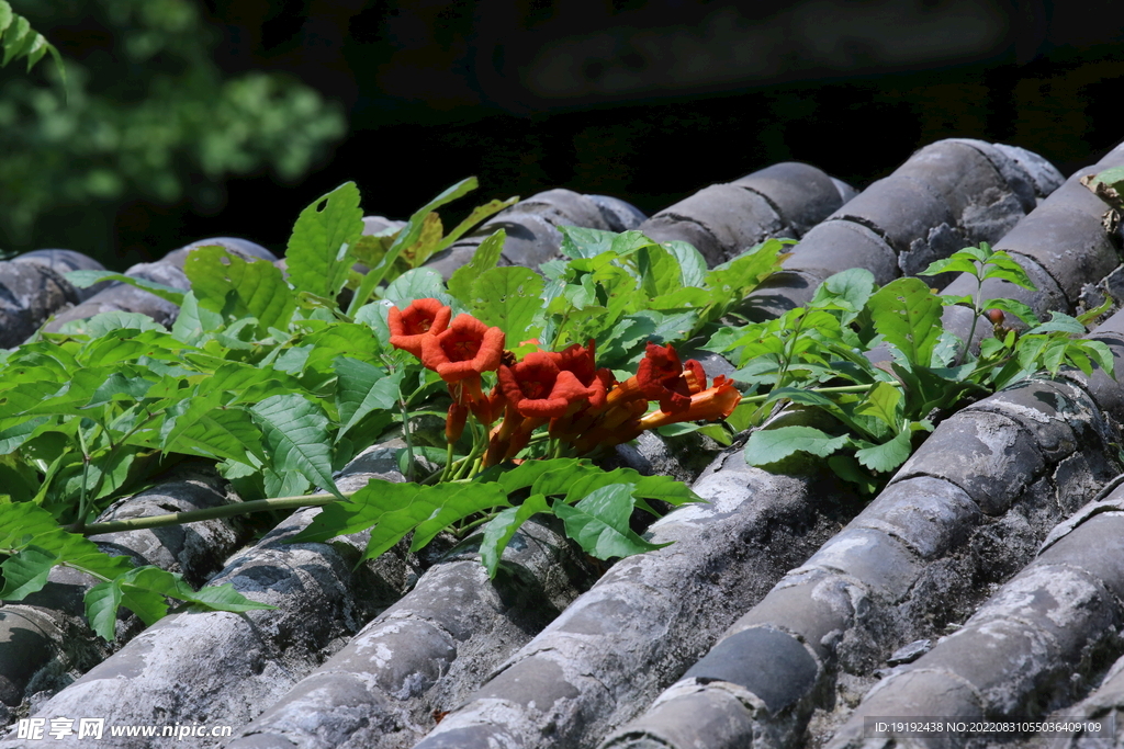 凌霄花