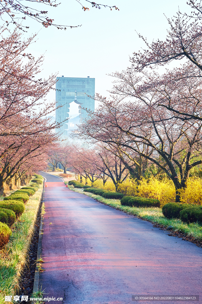樱花大道