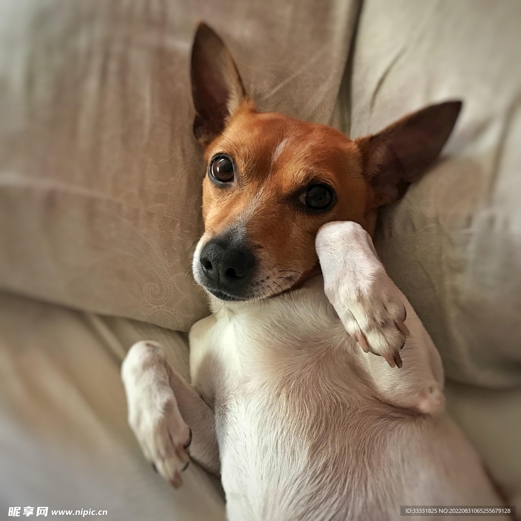 杰克罗素