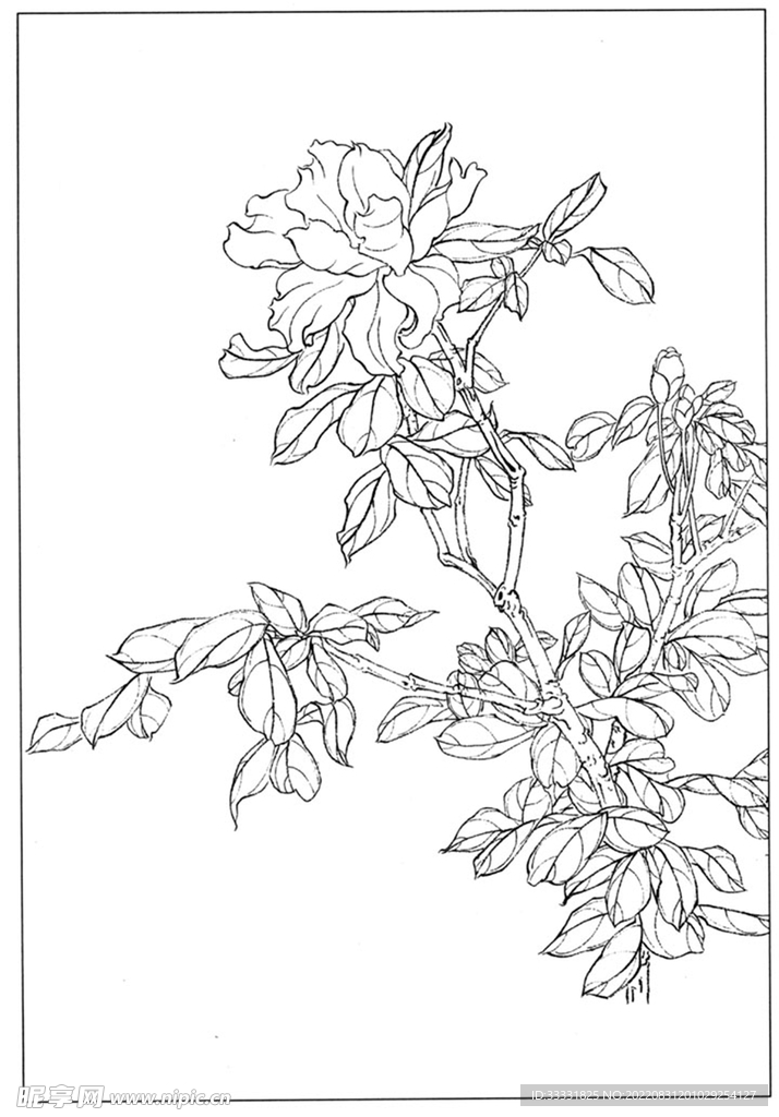 工笔花鸟