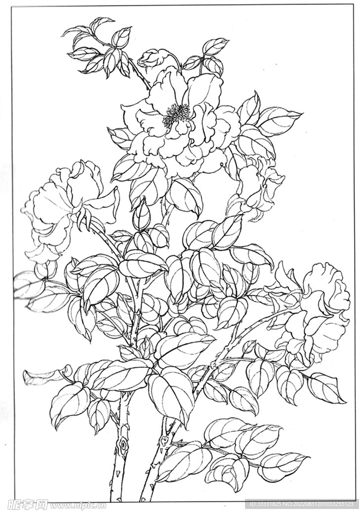工笔花鸟
