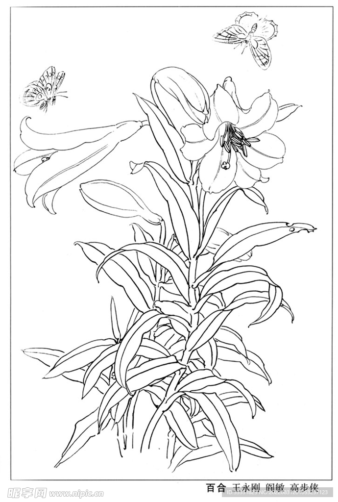 工笔花鸟