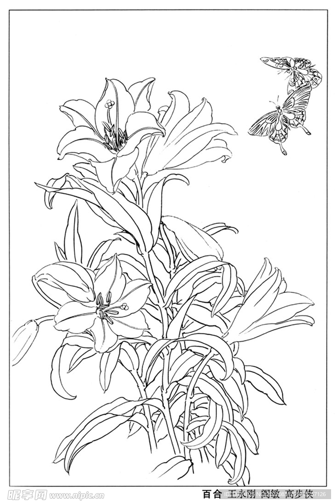 工笔花鸟