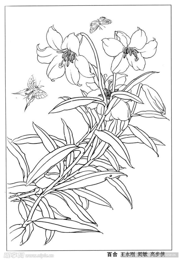 工笔花鸟
