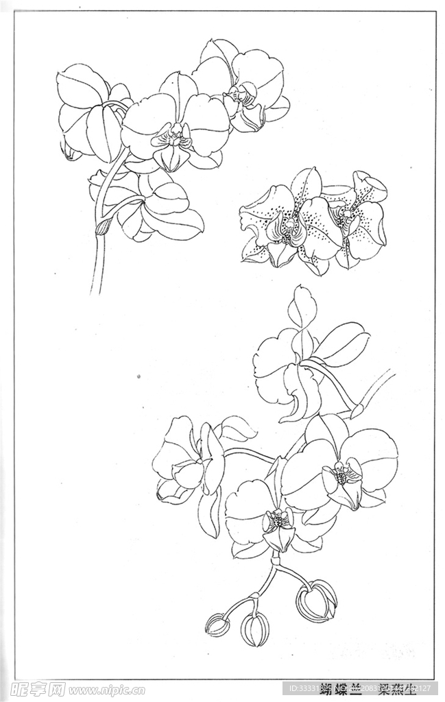 工笔花鸟