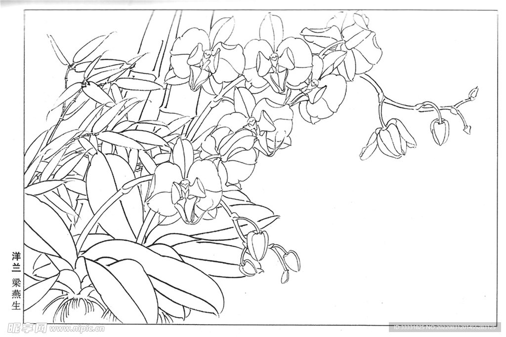 工笔花鸟