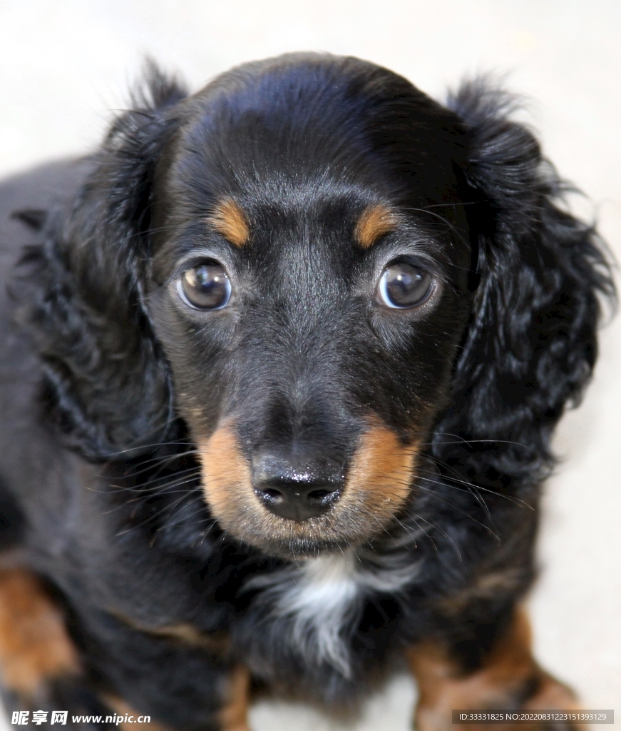 腊肠犬