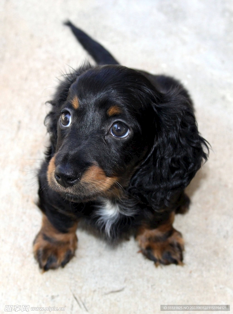腊肠犬
