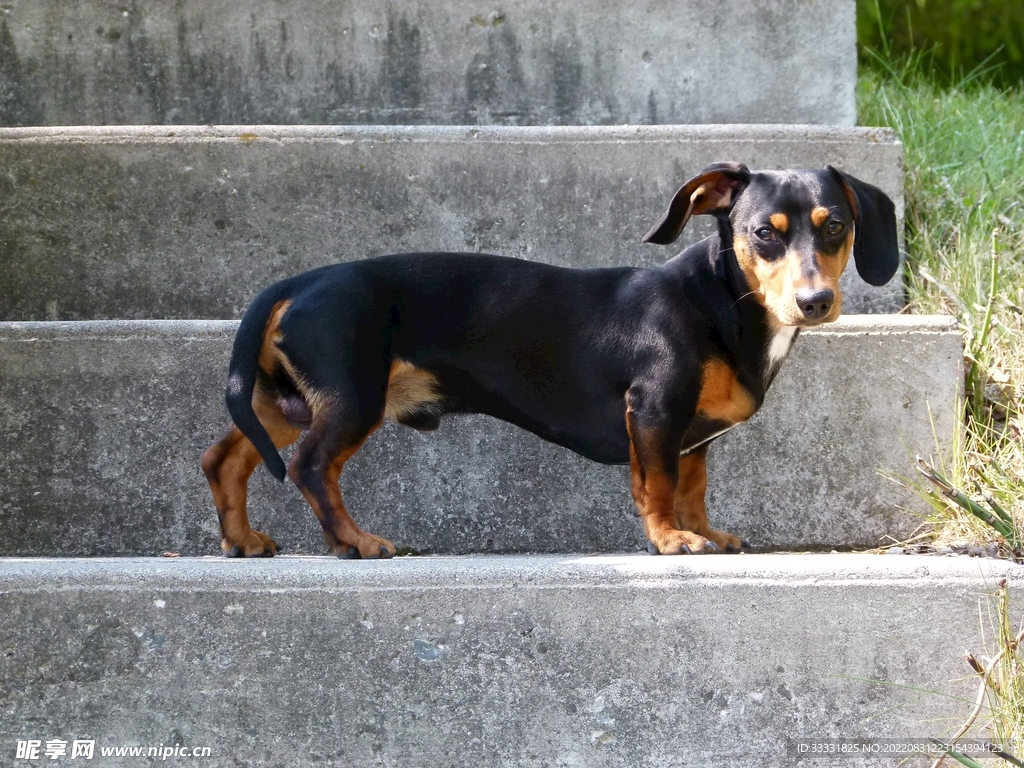 腊肠犬